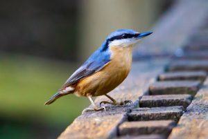 Blauer Vogel: Der Kleiber