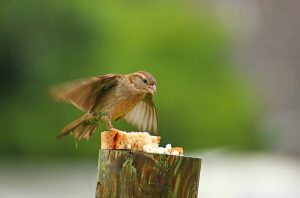 Was dürfen Vögel nicht fressen?