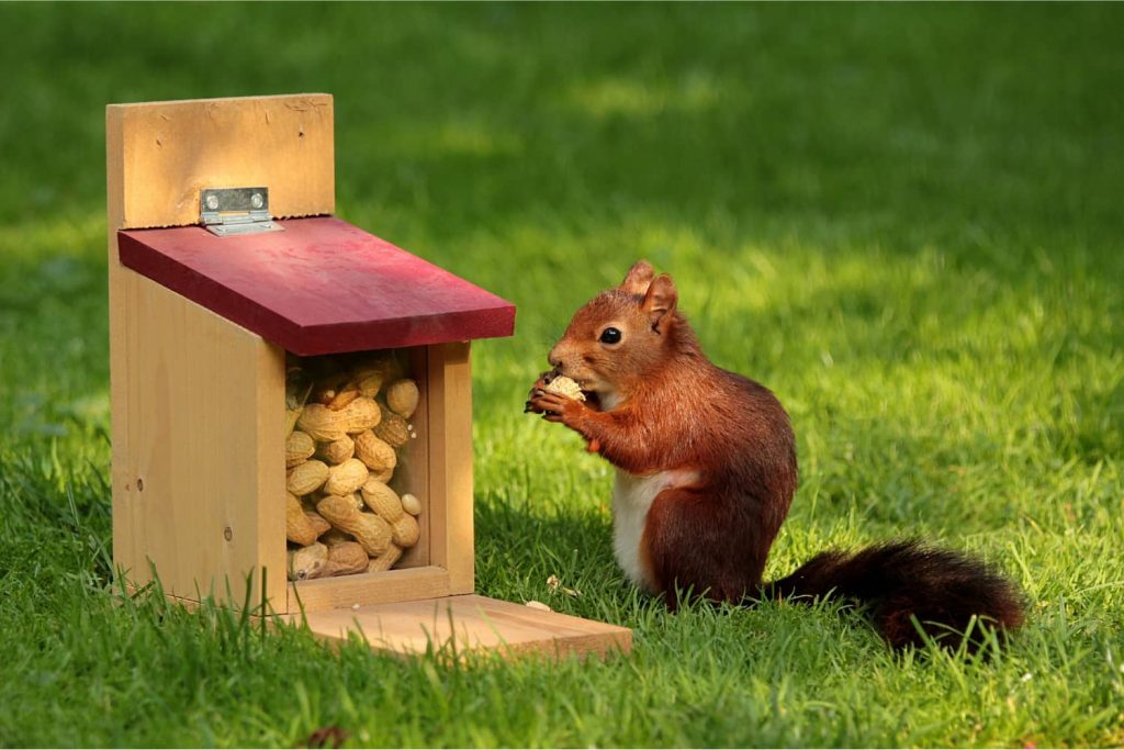 Eichhörnchen-Futterhaus mit Futter