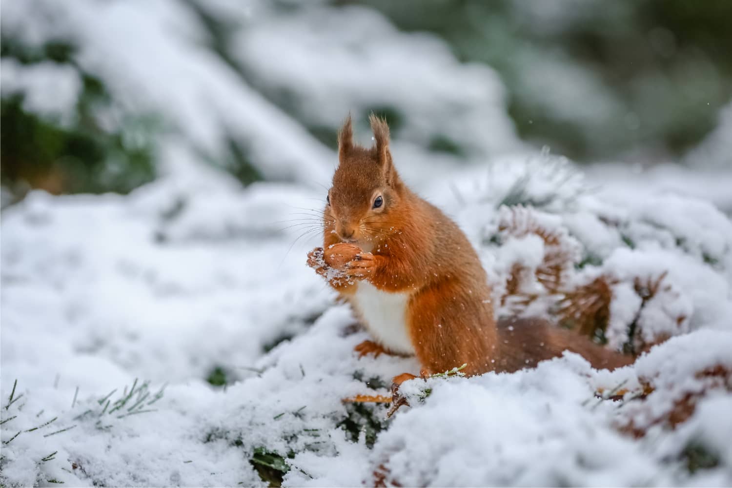 Eichhörnchen im Winter mit Futter