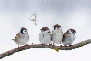 Vogelzählung - Stunde der Wintervögel