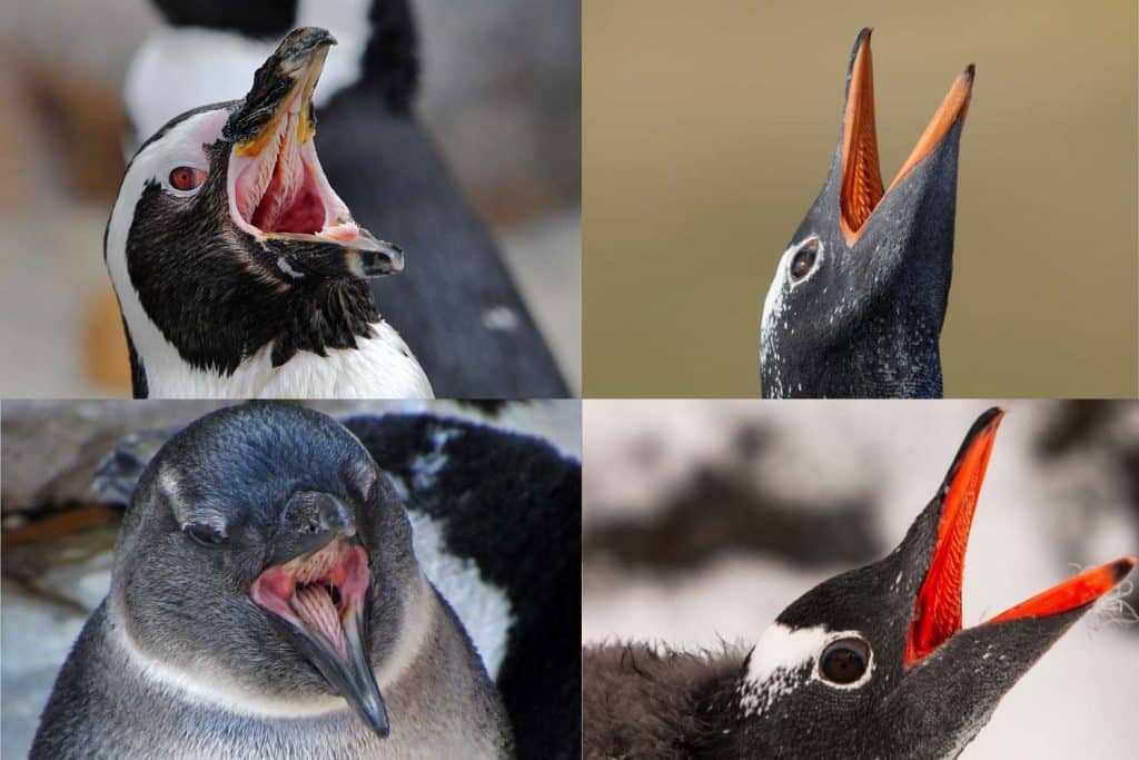 Haben Pinguine Zähne?
