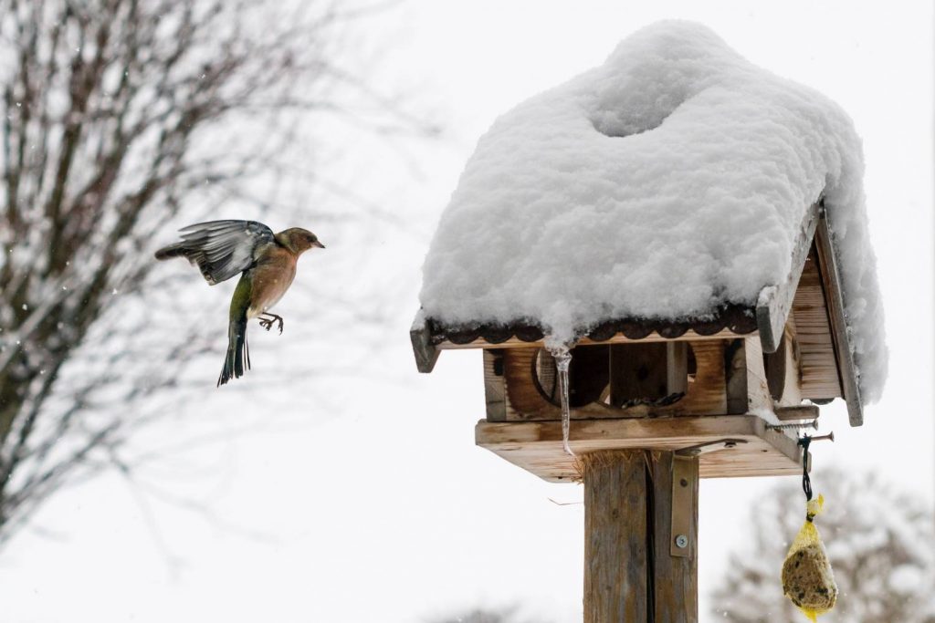 Buchfink fliegt ein Vogelhaus im Winter mit Futter an