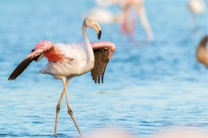 Flamingo beim Losfliegen