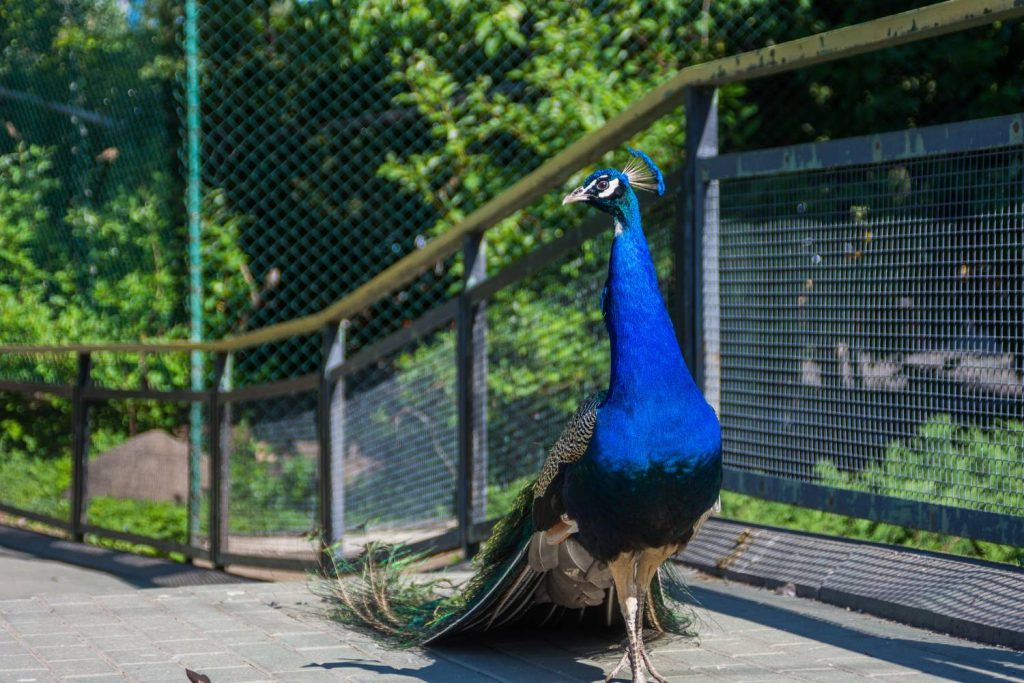 Blauer Pfau im Zoo